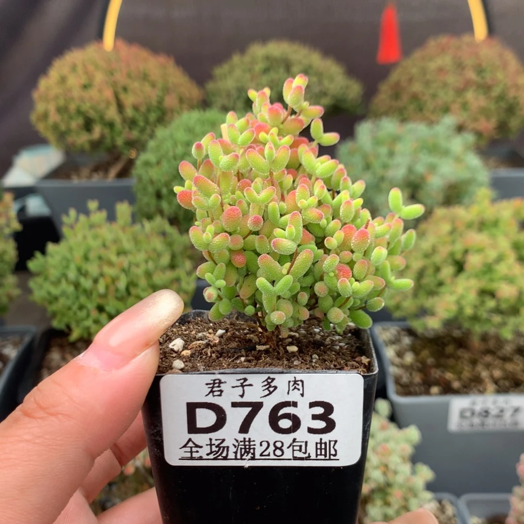 763蜜橘糖球。