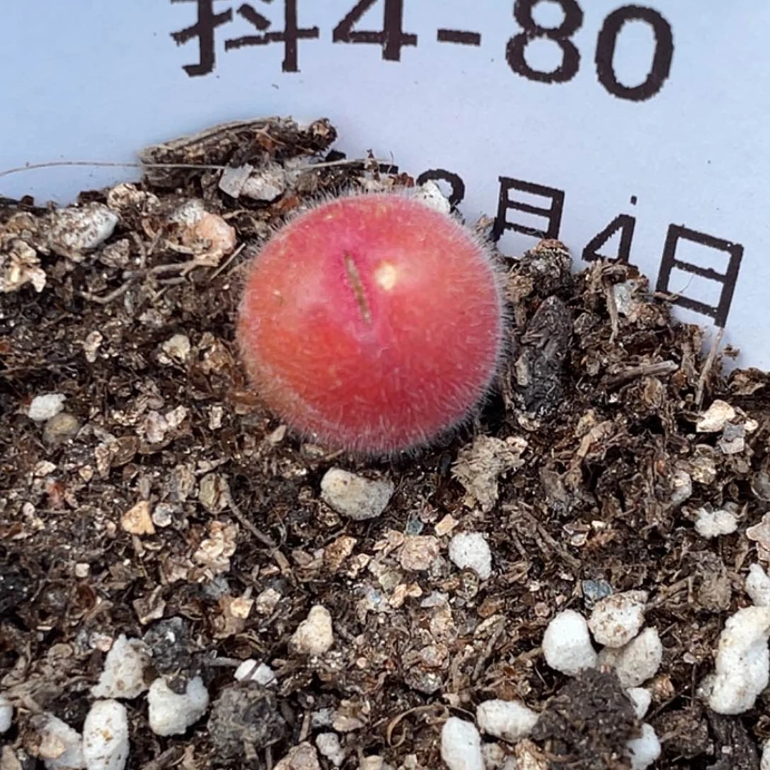 4-80毛翠滴多肉植物