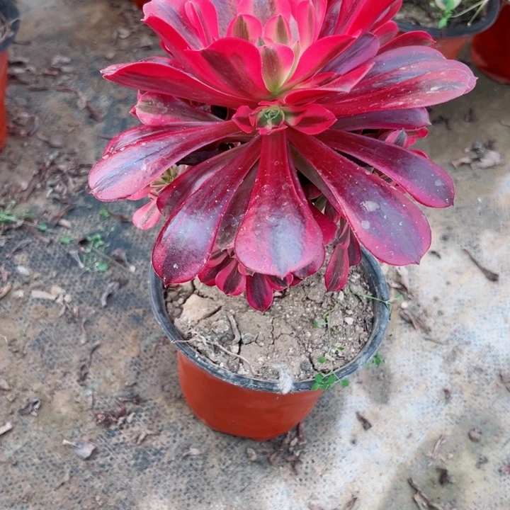 404mei du shmei 美杜莎多肉