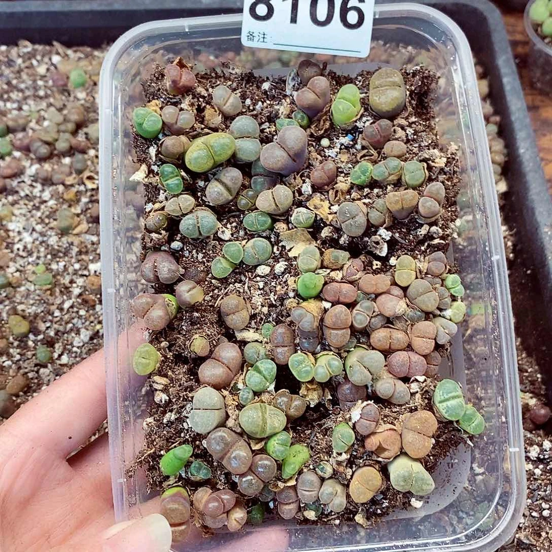 8106彩登录啦啦啦微