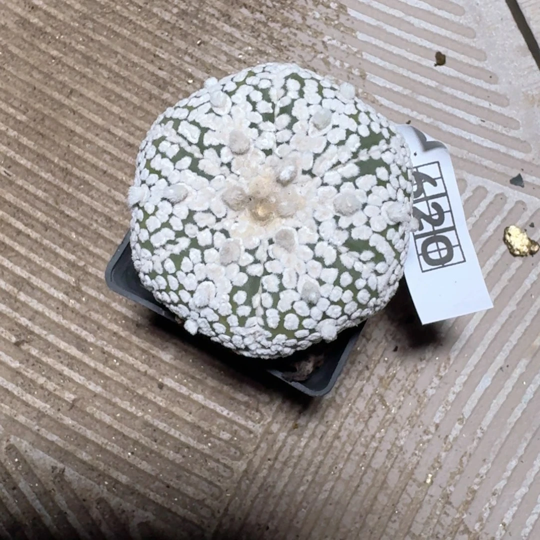 620超兜带盆发货实生