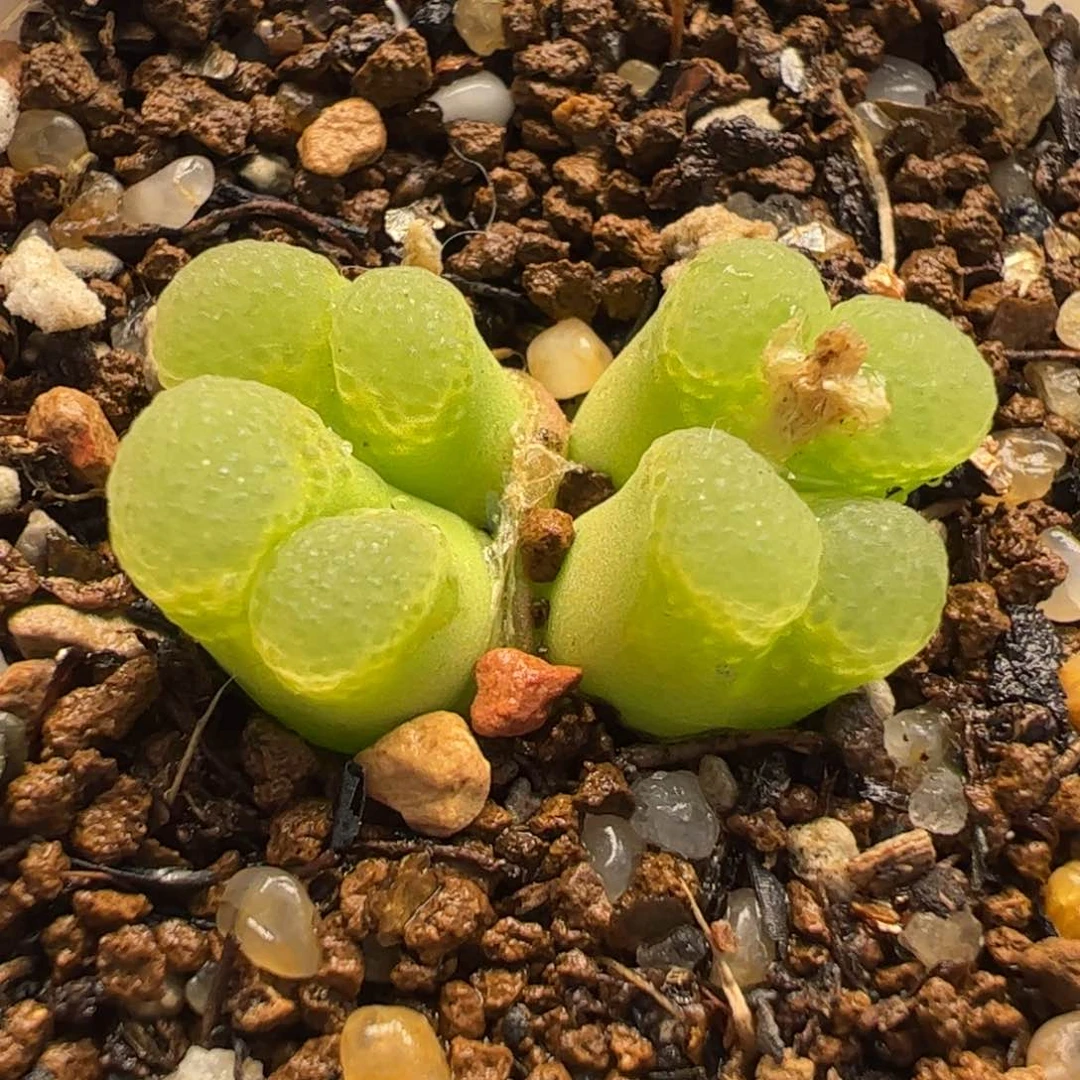 411多肉植物百科