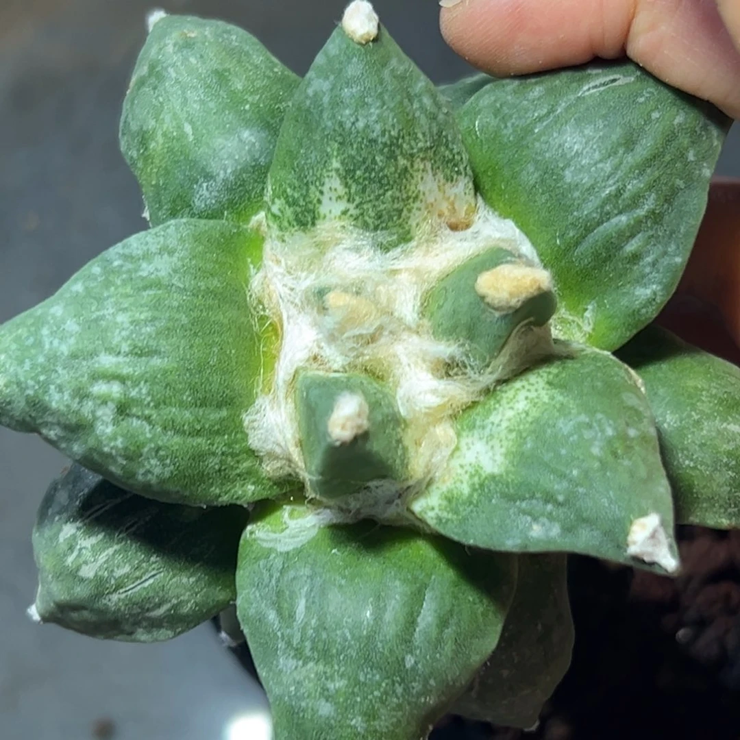 395 仙人球的比赛将于