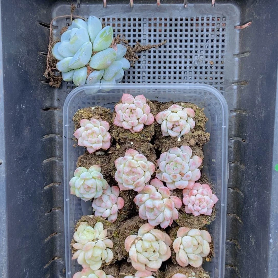 春泥家框拍链接T24