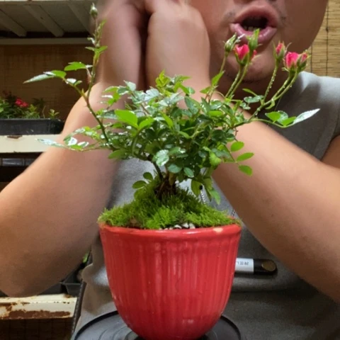 红陶一物一拍所见即所得14