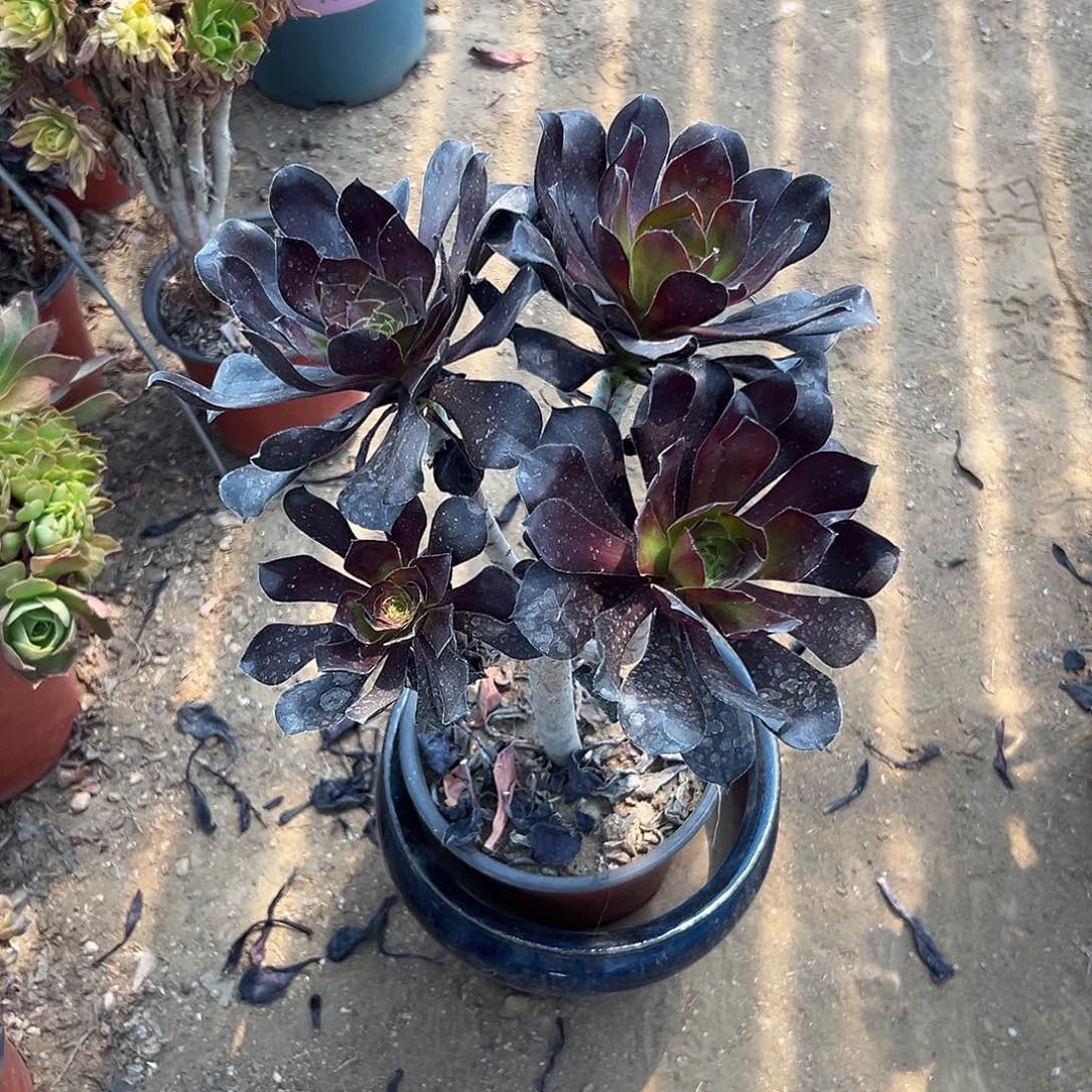 多肉植物独眼巨人