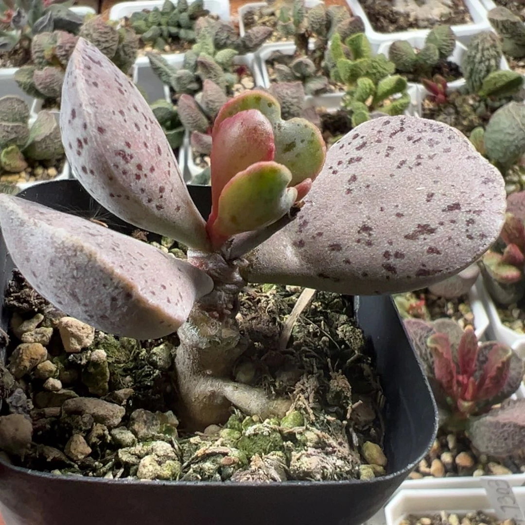 黑桃单头纯木质桩多肉植物