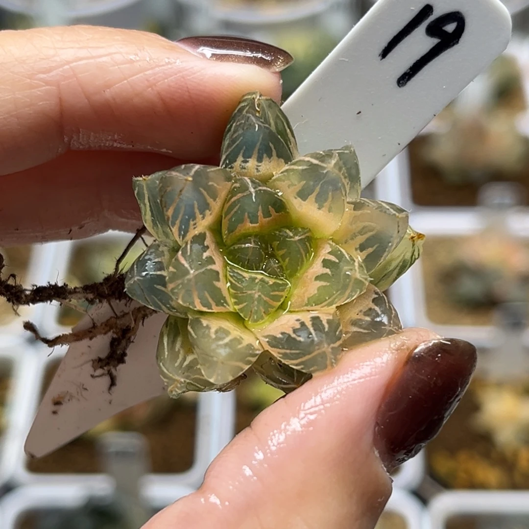 19糊斑龙爪玉露锦（根不好介意勿拍脱土发）