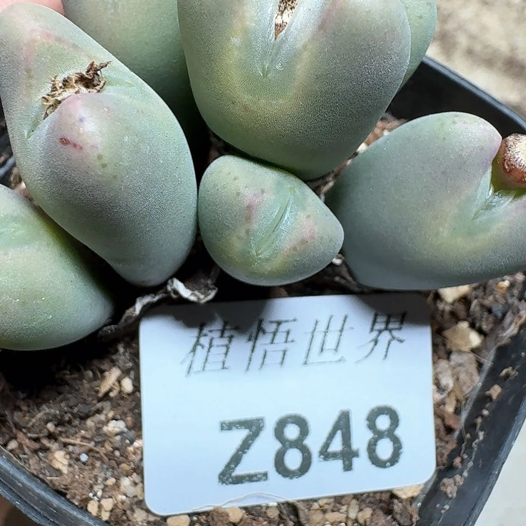 848号多肉植物哇f v