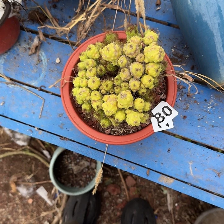 -***180仙人球一物一拍