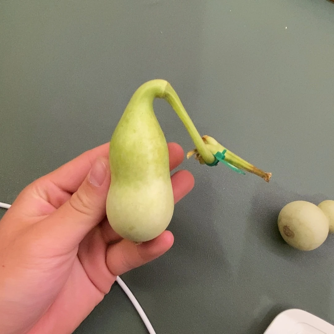 有***-舍的出品精选天然葫芦