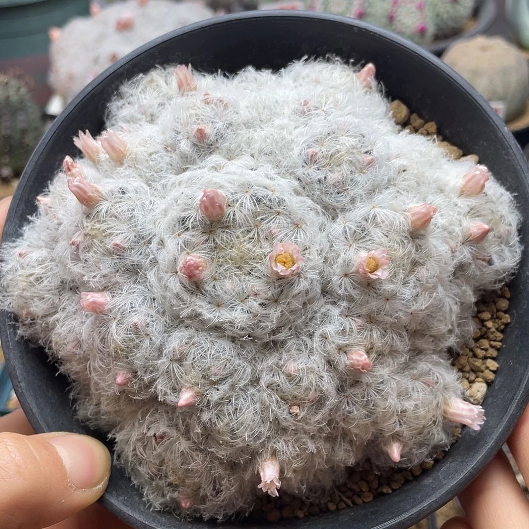 实生日系高绒羽毛佛头白星仙人球