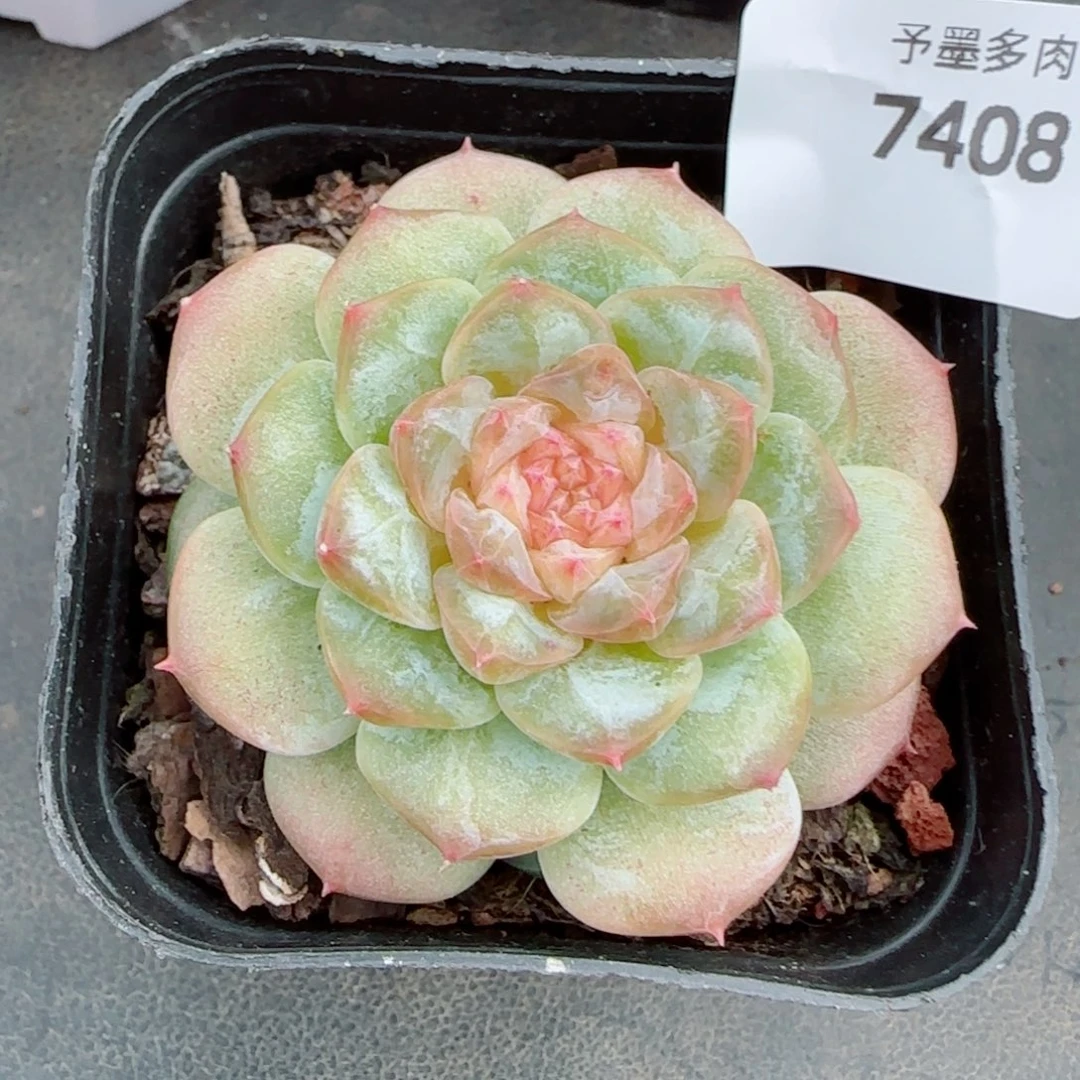 粉樱花，7408多肉植物