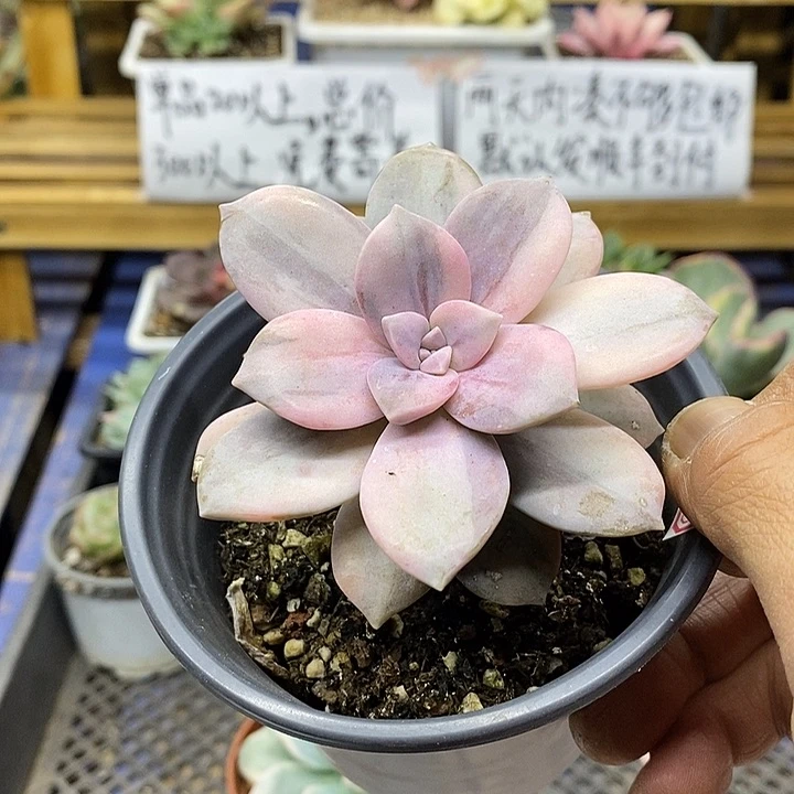 02111 华丽风车花脸锦