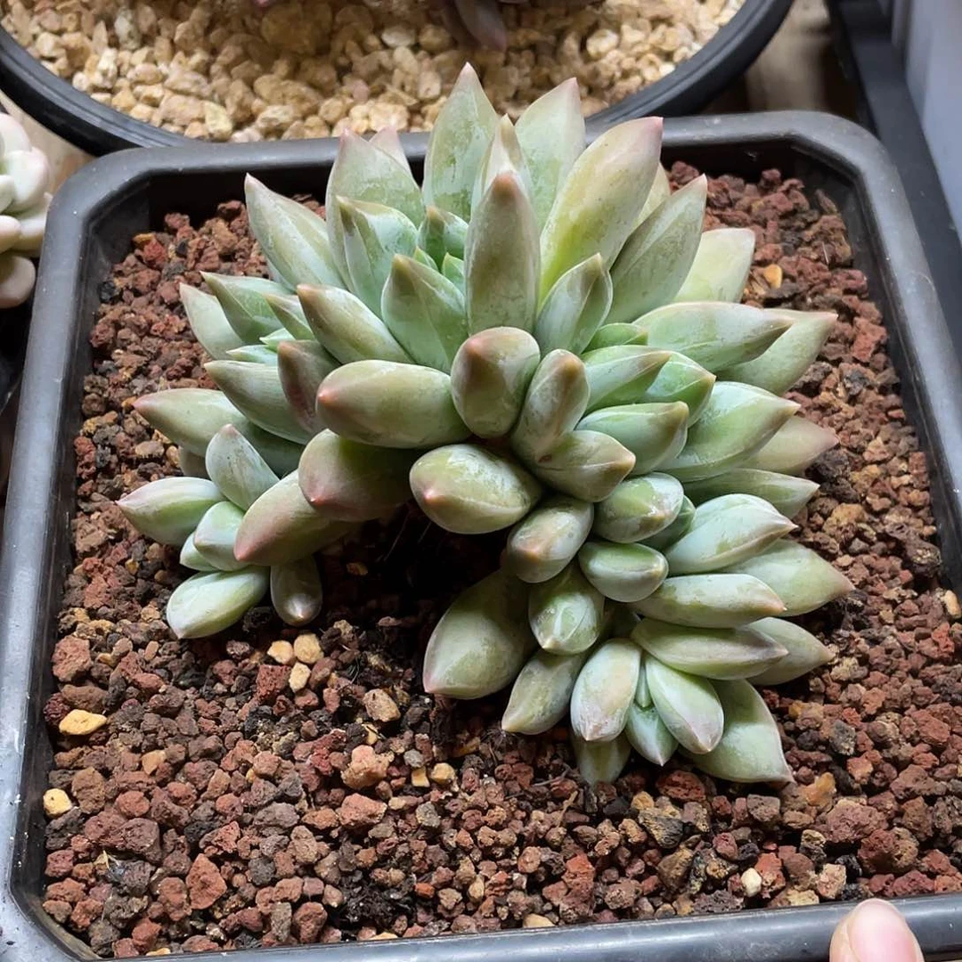 多肉植物的生长发育与生长