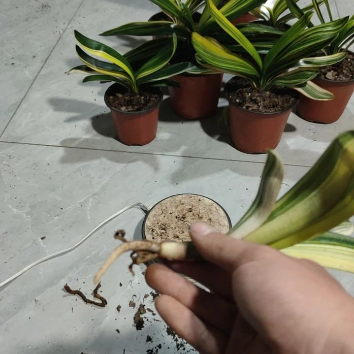 完全开放君子兰彩兰瑕疵品