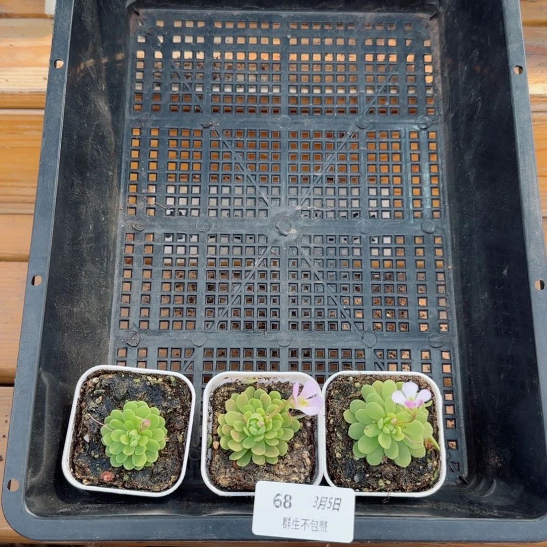 ?**珞框拍框拍0305-68