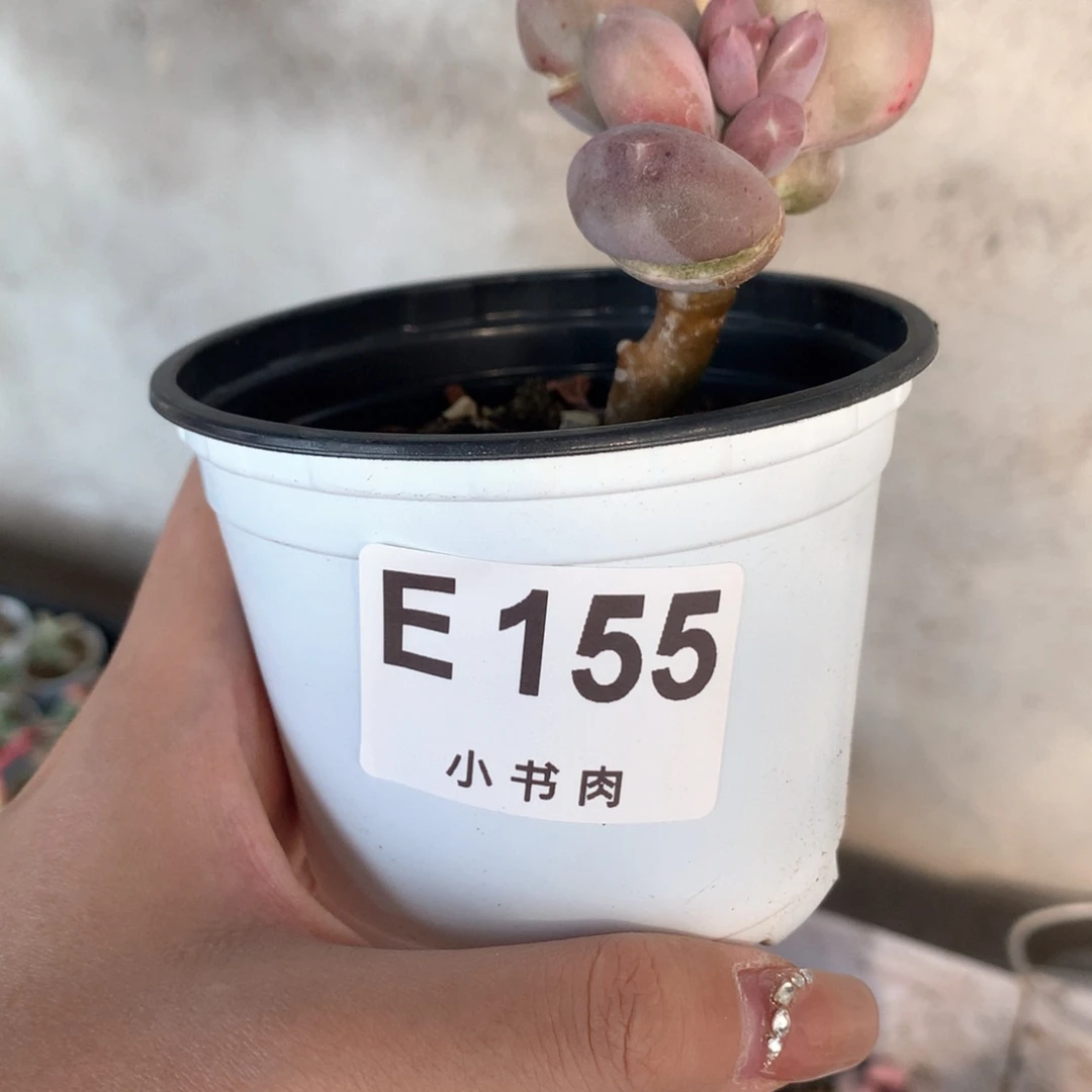 小屁桃小屁桃哈哈哈哈哈