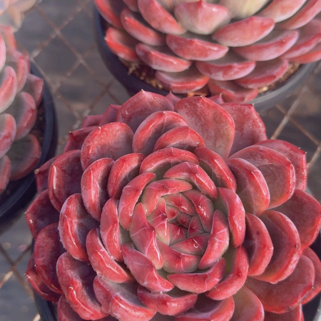 【闪购商品】母本红鸾39.9