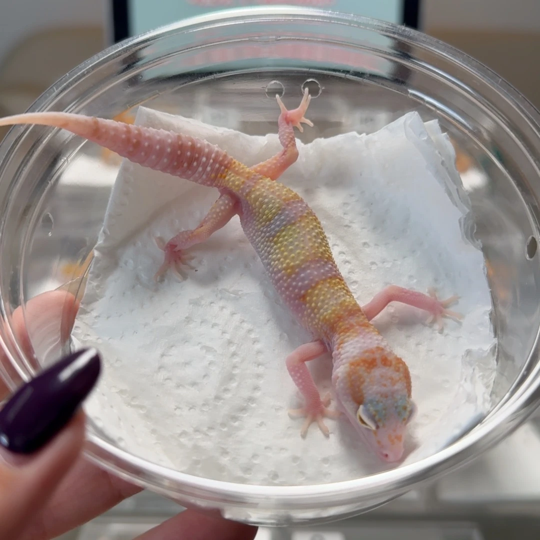 豹纹守宫白黄蜡笔红眼暴龙母温