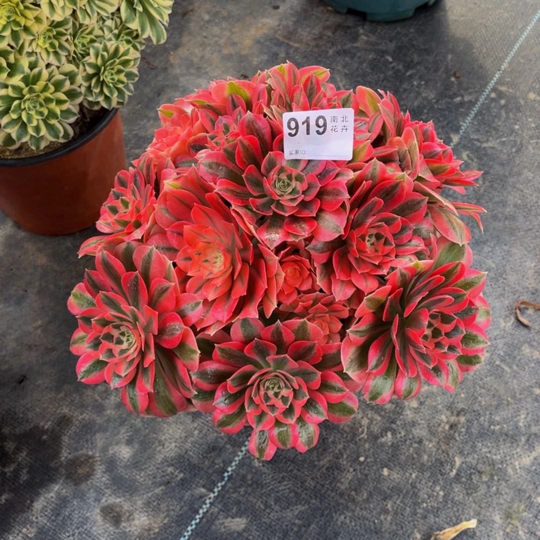 多肉女巫000000919