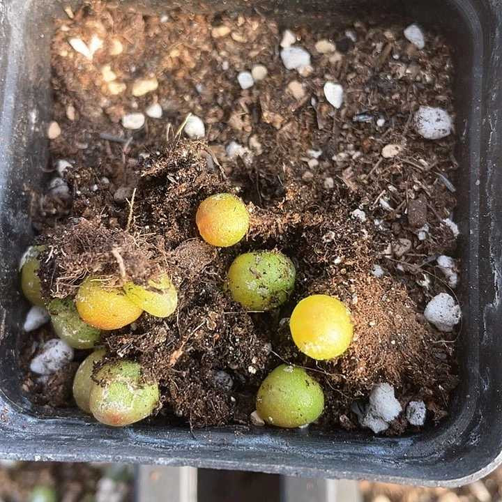 2706。   十棵拉登。