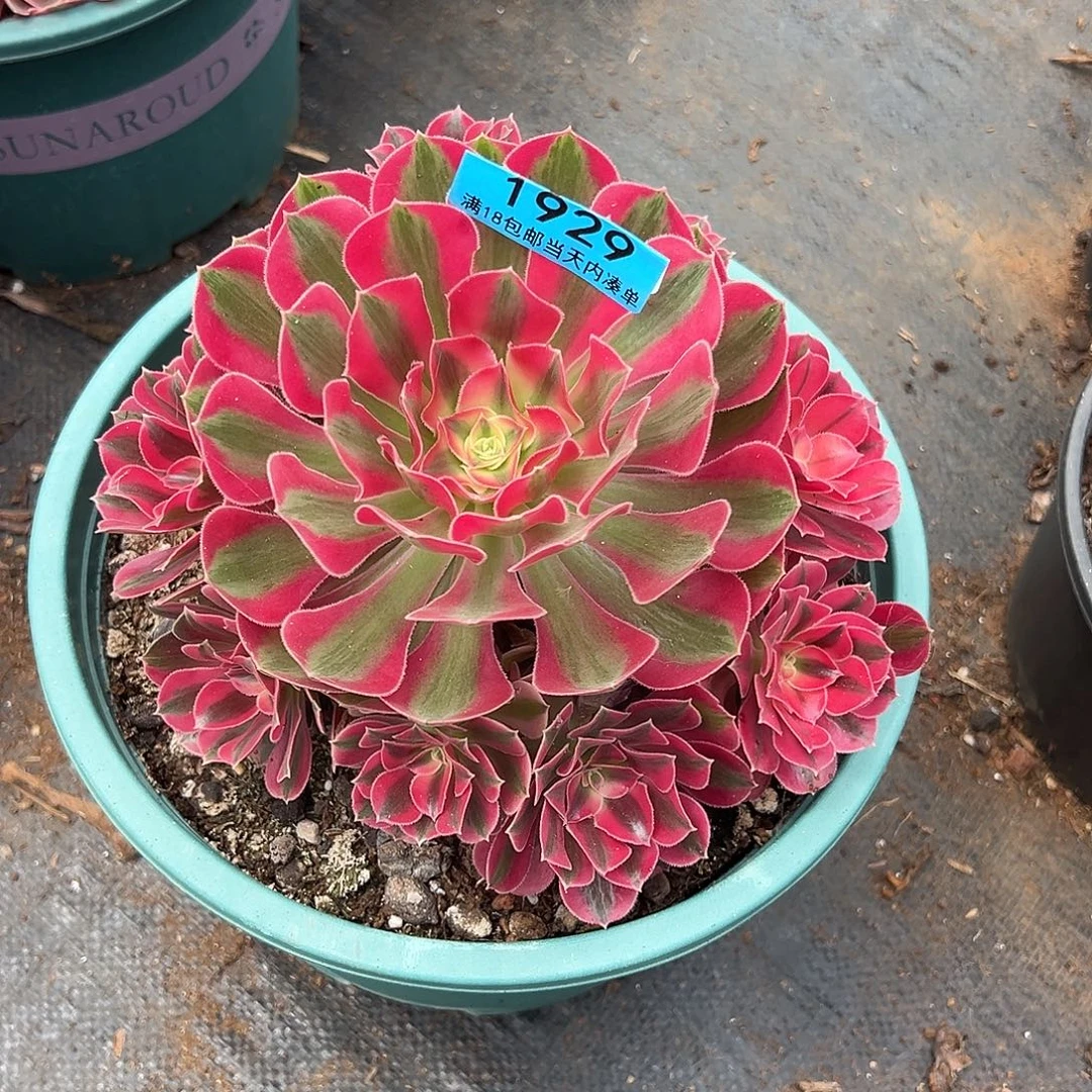 精品多肉植物1929七彩石