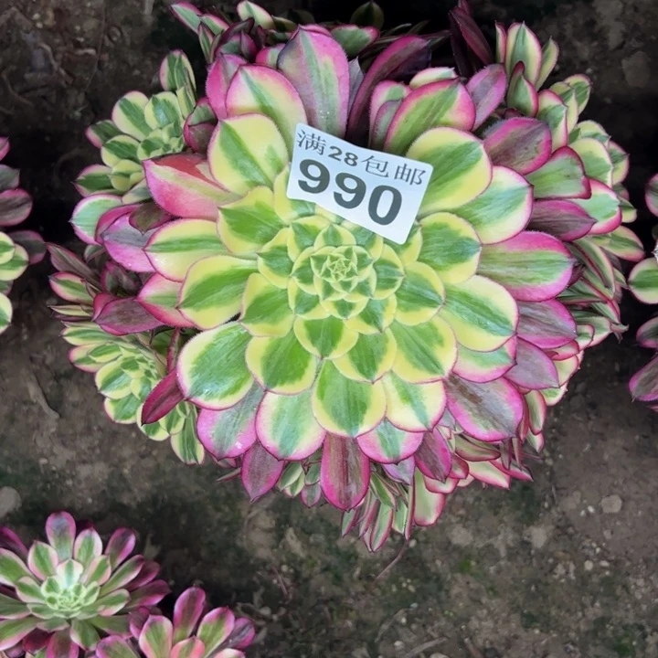 990天和多肉植物