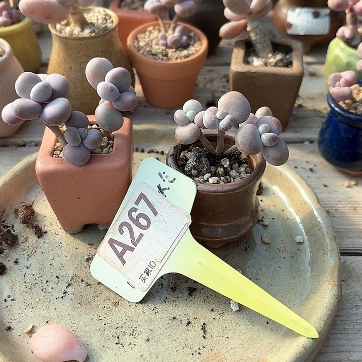 冬**舞x b x xv v v c 267