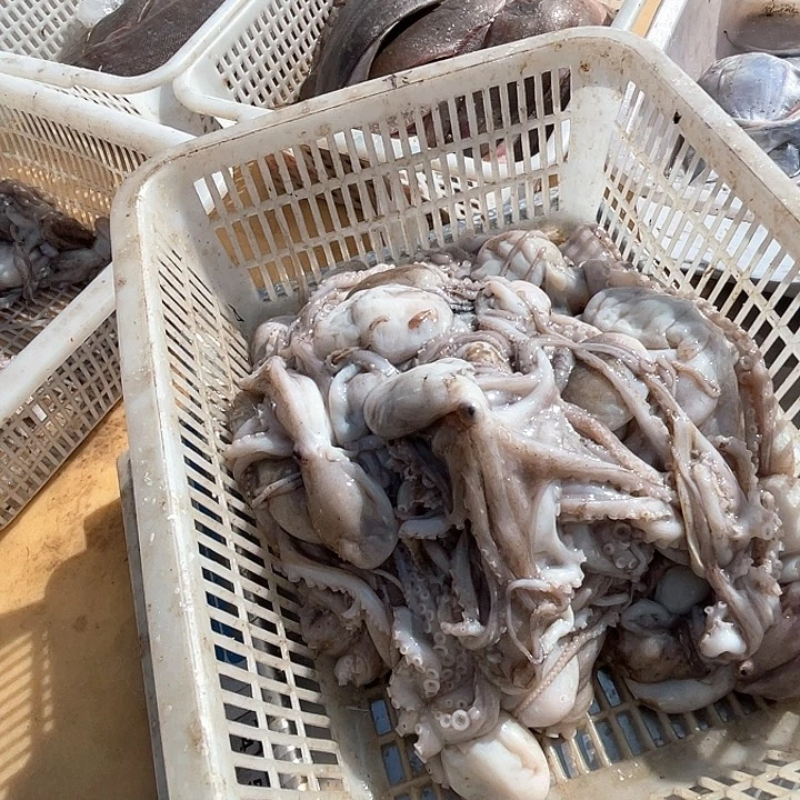 新鲜不泡水八带，专拍
