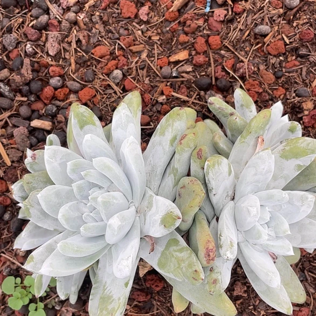 【闪购商品】大花朵海星叶拇指