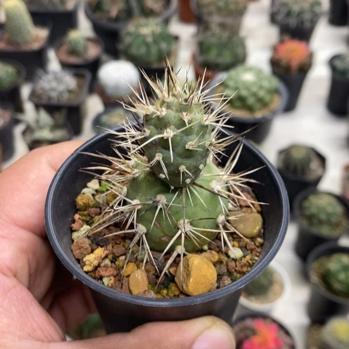 狂刺习志野特价福利3