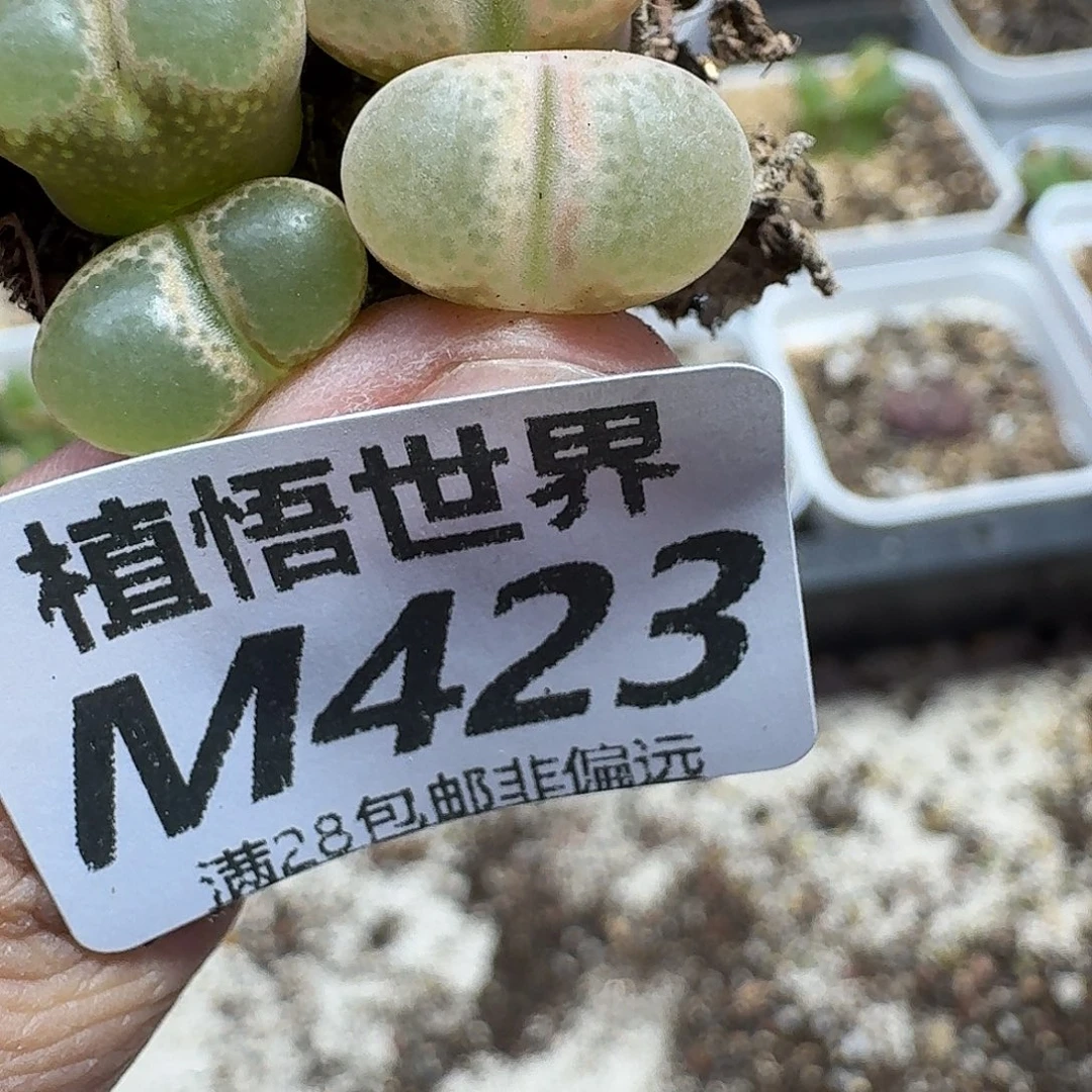 中午饭人生的润泽ggbj