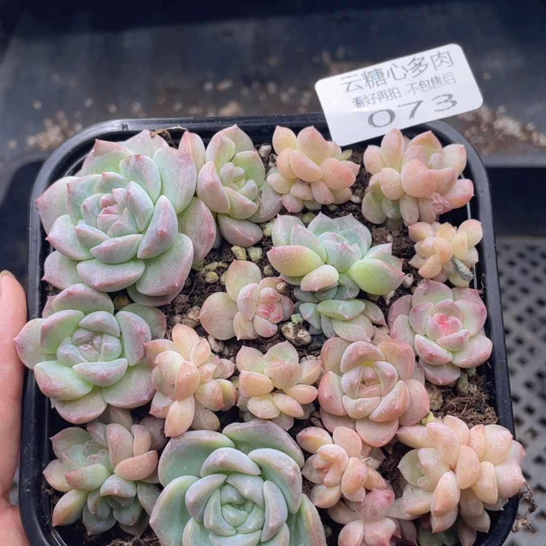 云糖心多肉植物73
