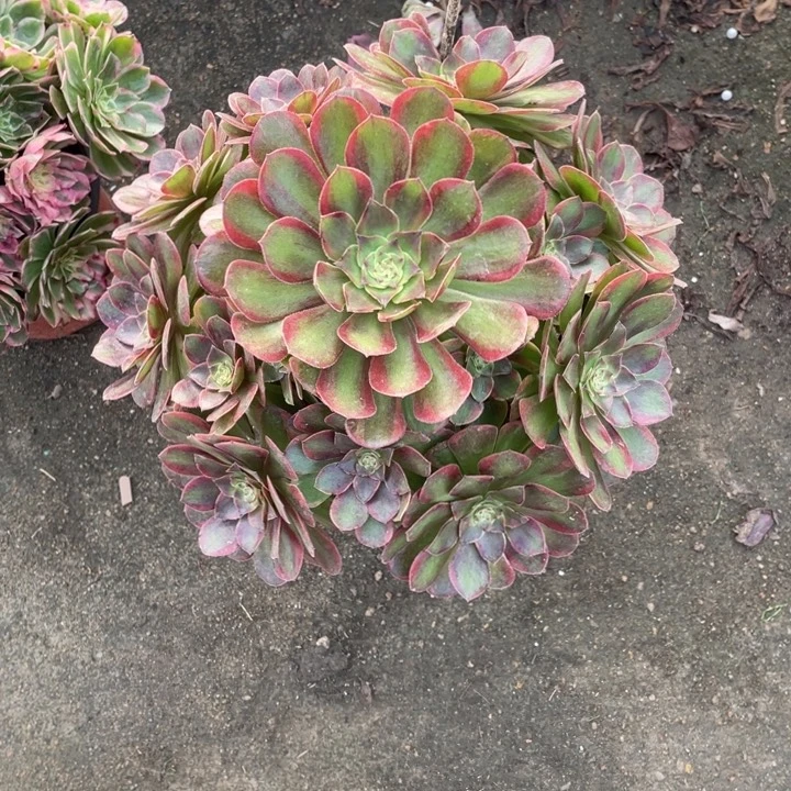 28号不知名法师锦