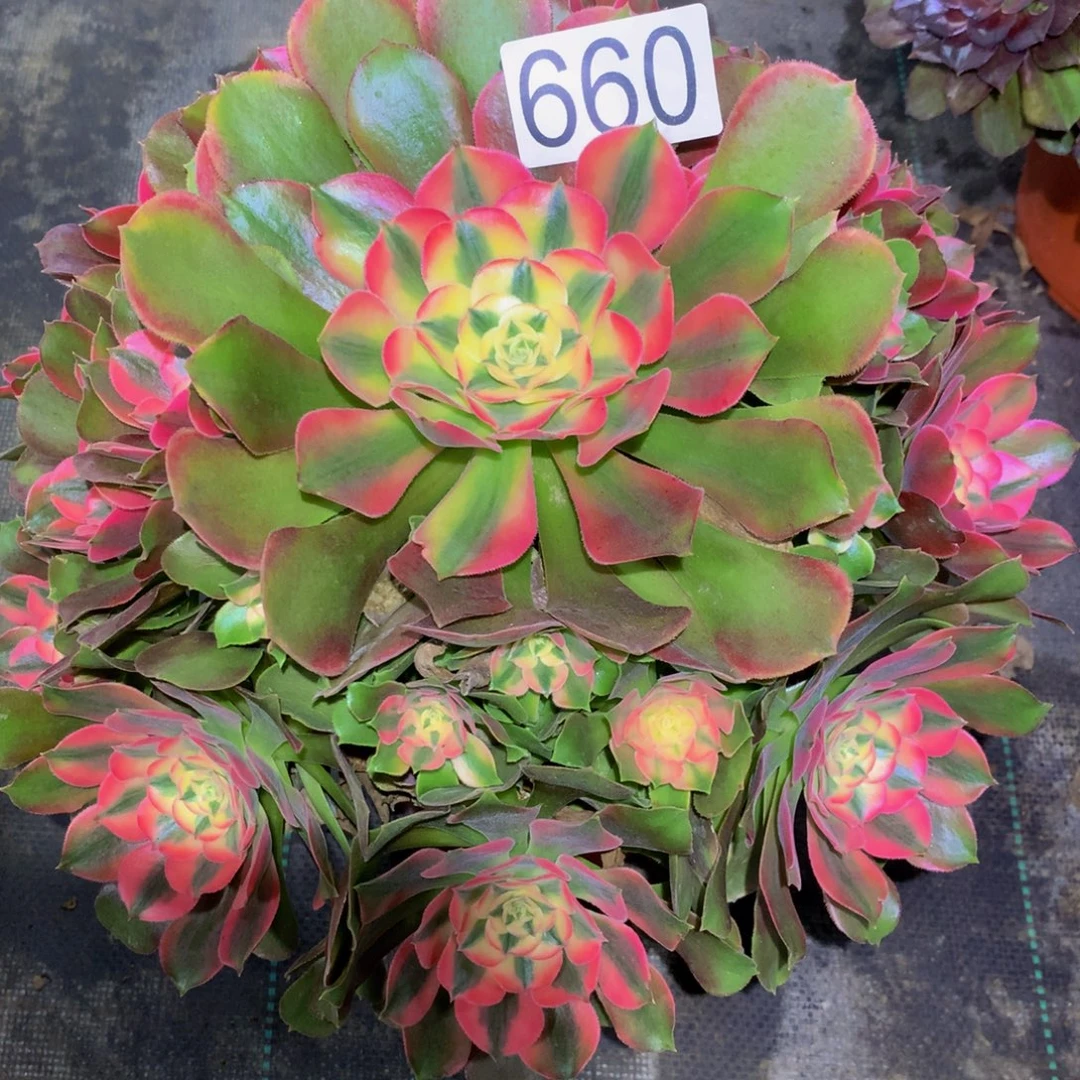 风***雅法师多肉植物660香妃