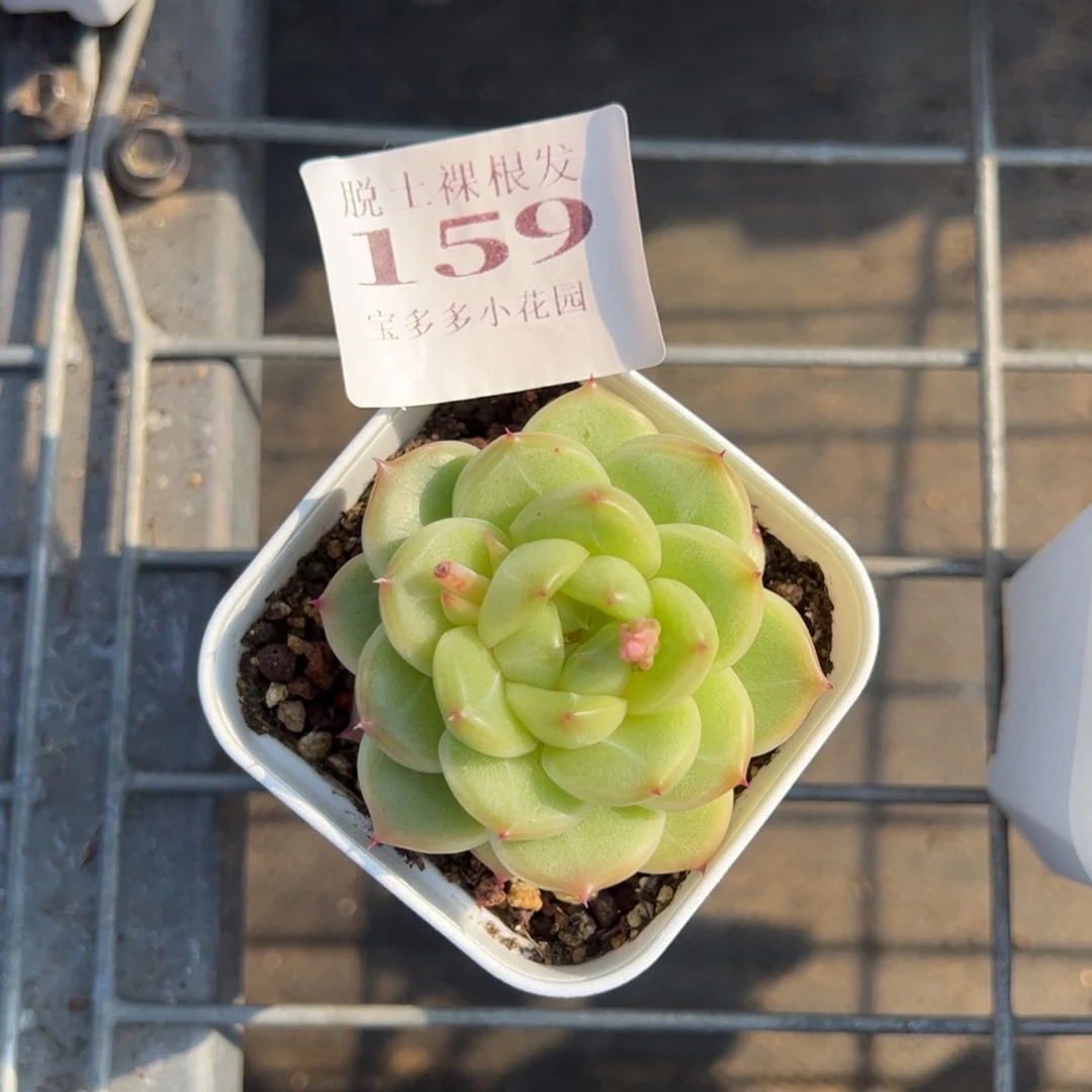 木**年绿钻量拍多肉满9.9元包邮