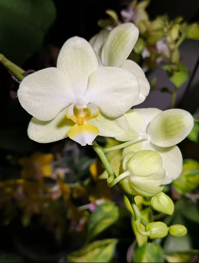【和鸣橘络】植株高品質蝴蝶蘭基地直发种 植施肥观赏花卉