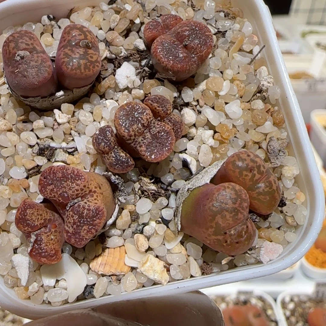 肉锥多肉植物百科3-139