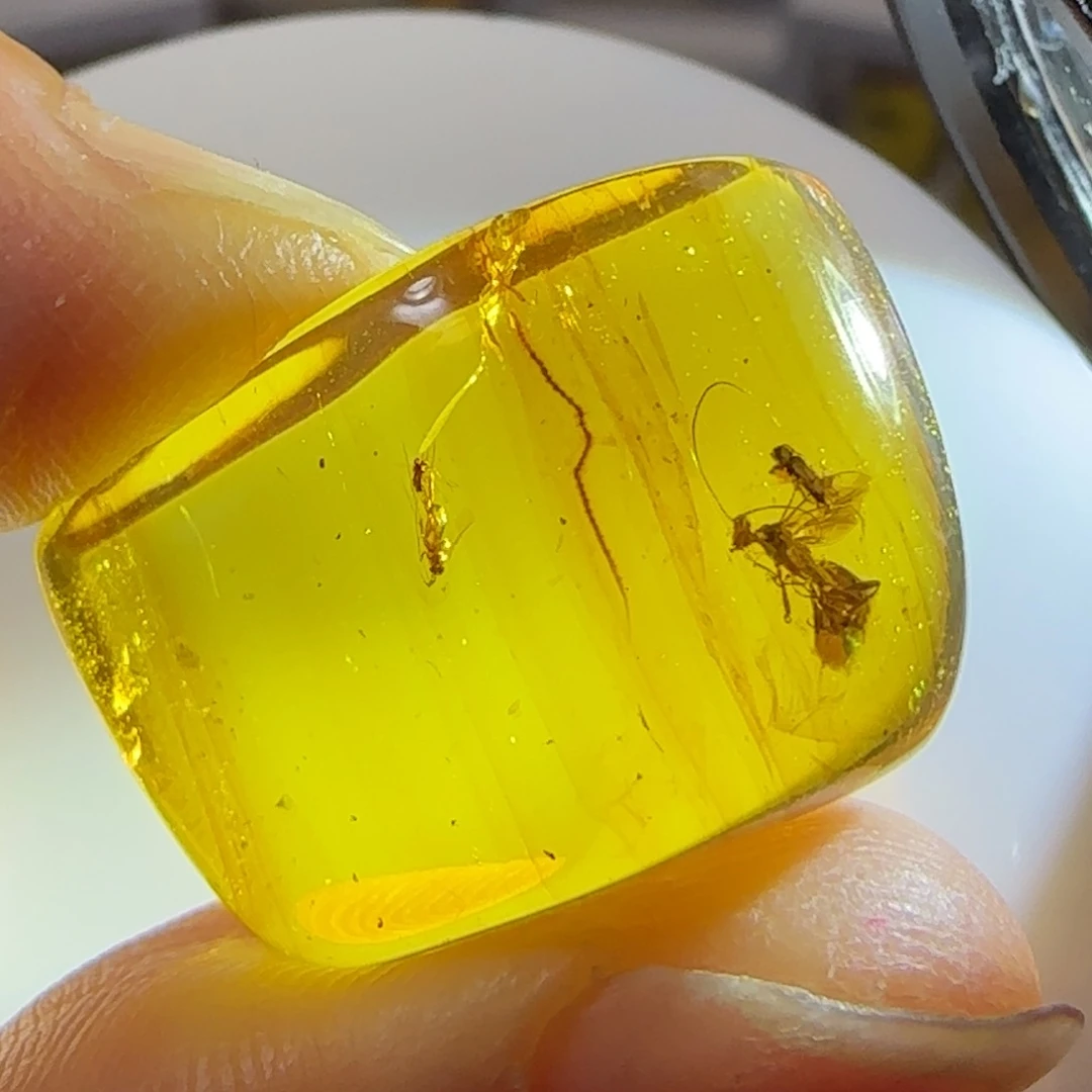 未镶嵌琥珀裸石虫珀标本