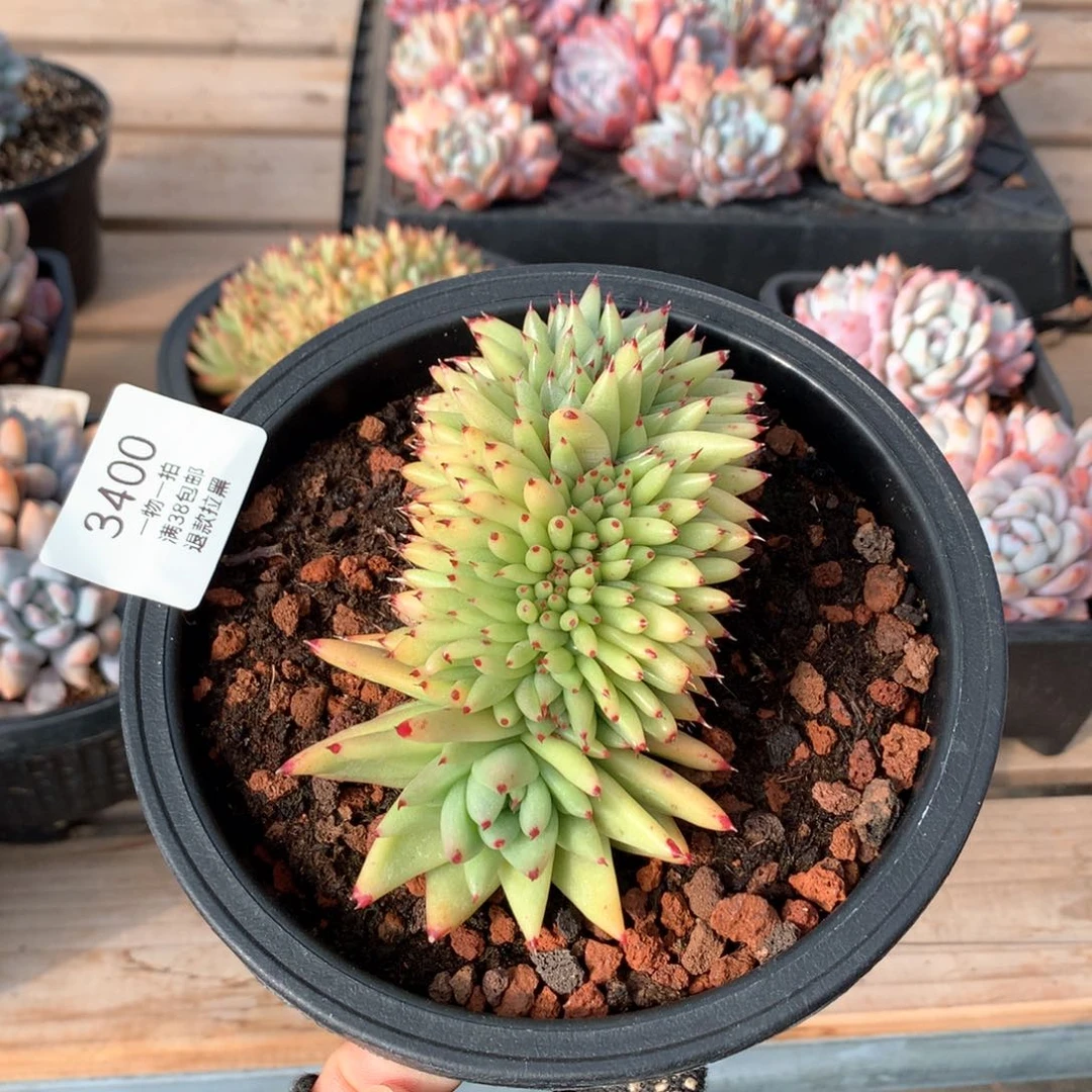 13厘米龙头虎金缀3400
