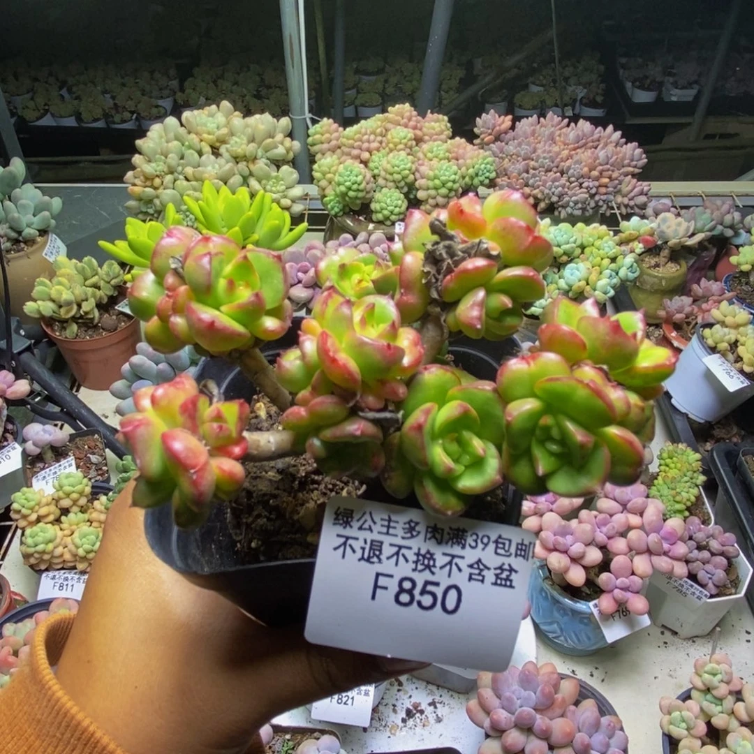 850蜡牡丹多肉7cm