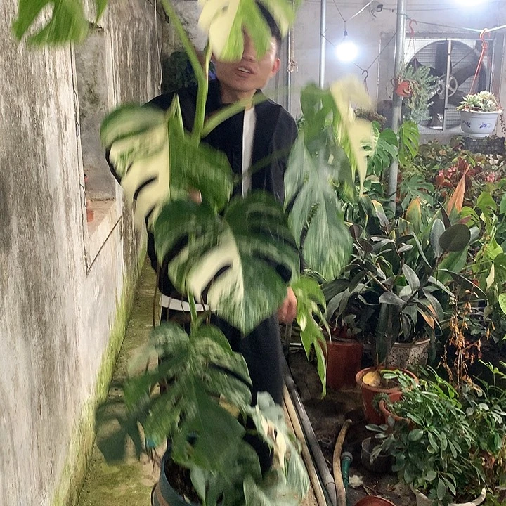 完全开放白龟一物一拍