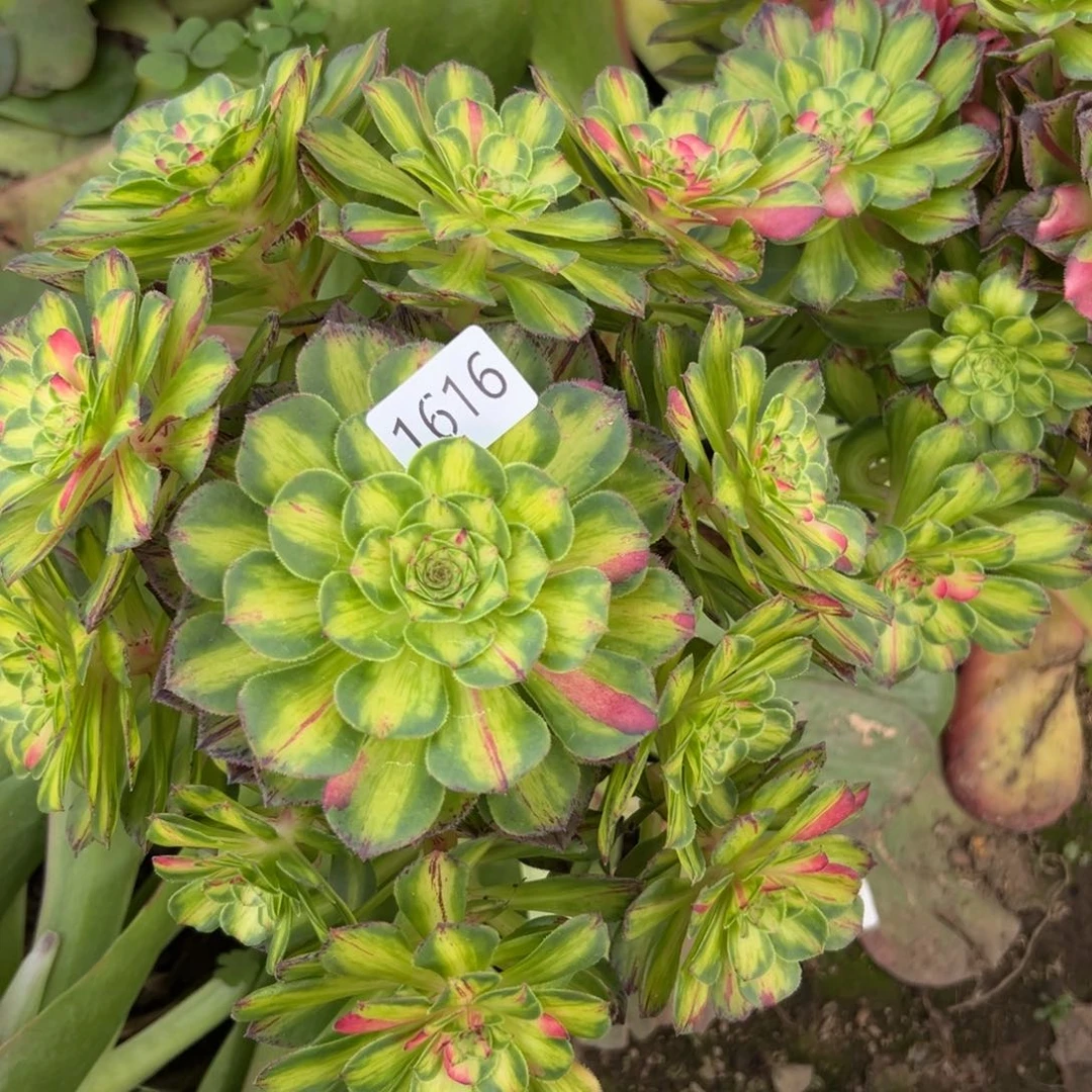 1616知否多肉多肉多肉