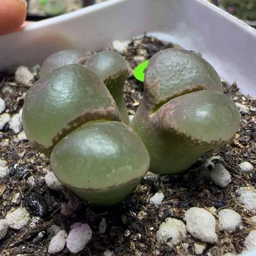 漂漂亮亮多肉植物636