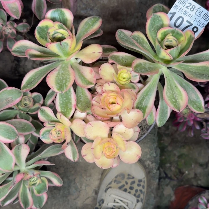 1078燕子多肉植物