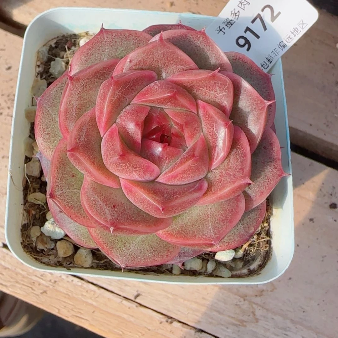 红珊瑚，9172多肉