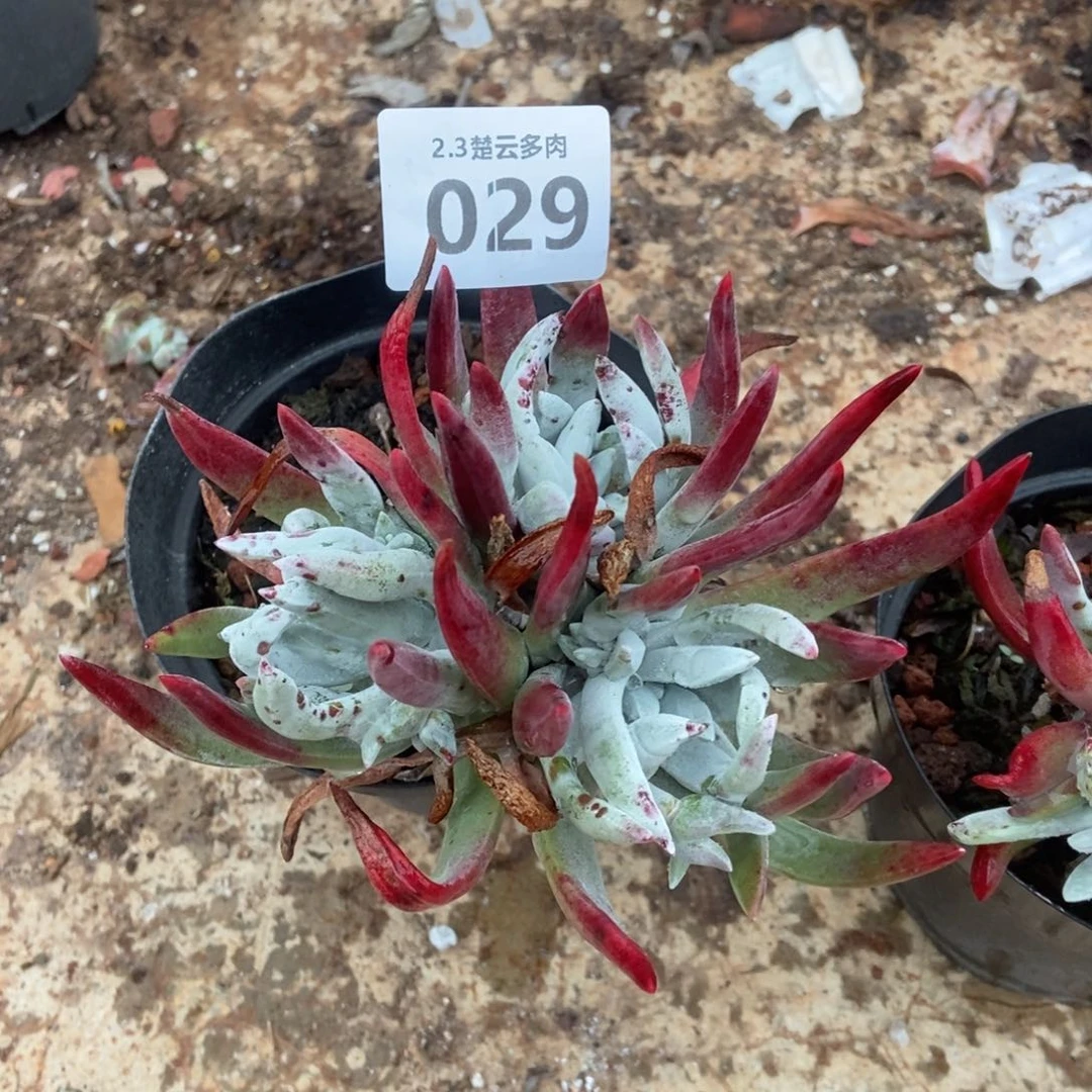 029初霜多肉植物