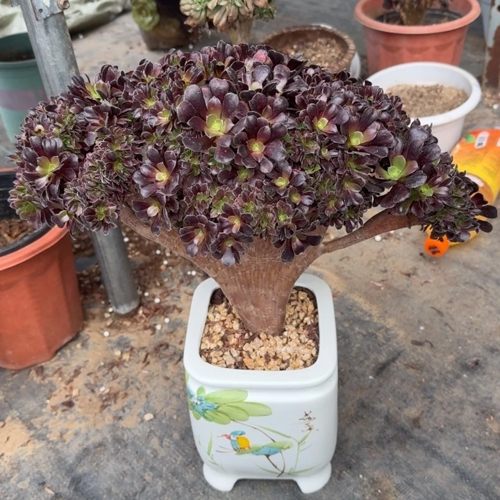 镜***月法师特特特特特256