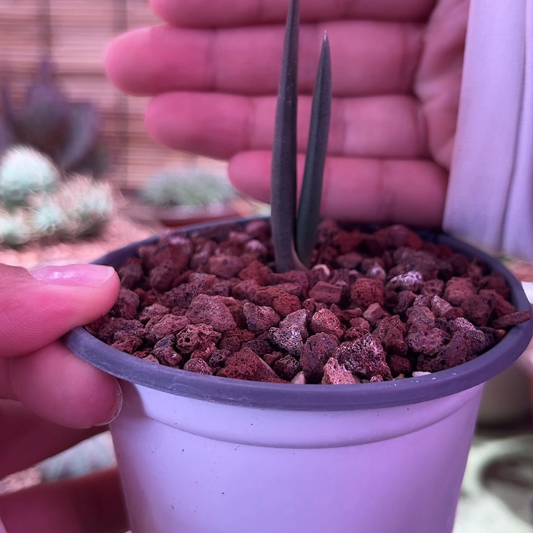 多肉植物索赞芦荟实生